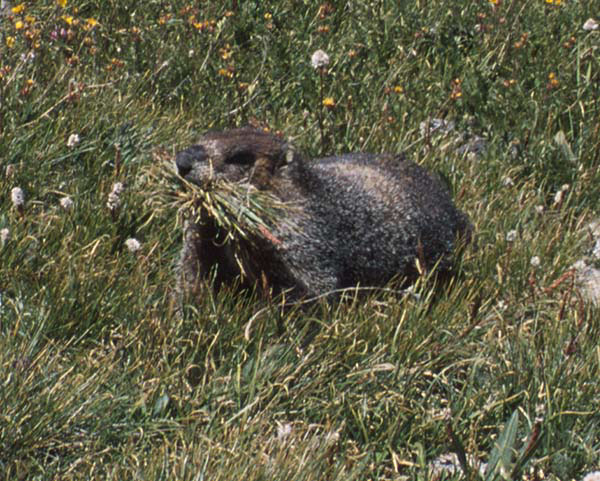 marmot.jpg (106984 bytes)